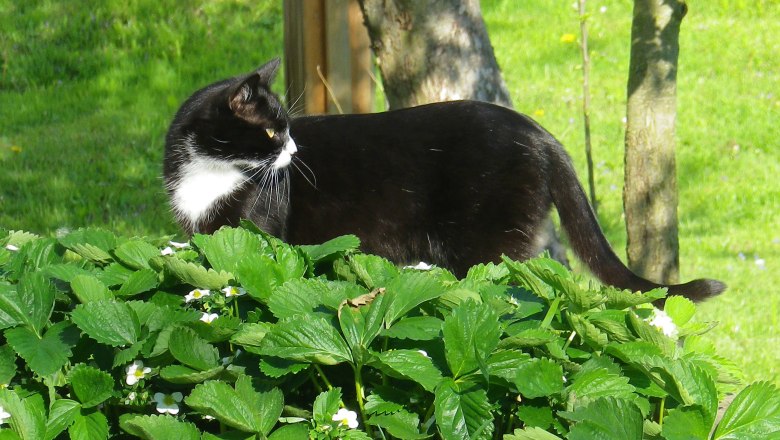 Schnurli auf Erkundungstour, © Martina Bachzelt Schnurli auf Erkundungstour, © Martina Bachzelt