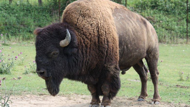 Bison, © Gemeinde Heldenberg Ein Bison steht auf einer Wiese mit grünem Gras und einigen Blumen im Hintergrund.