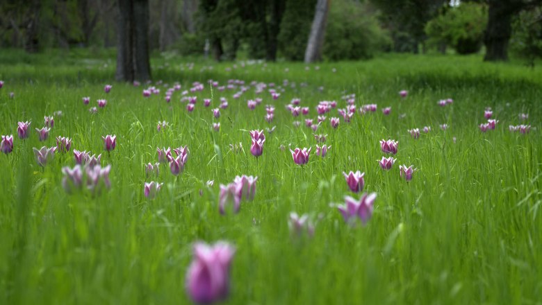 Schloss Eckartsau, © Natur im Garten/Alexander Haiden Schloss Eckartsau, © Natur im Garten/Alexander Haiden