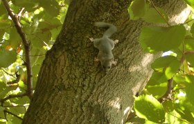 Siebenschläfer, © Wienerwald Tourismus GmbH / G.Waiss Siebenschläfer, © Wienerwald Tourismus GmbH / G.Waiss