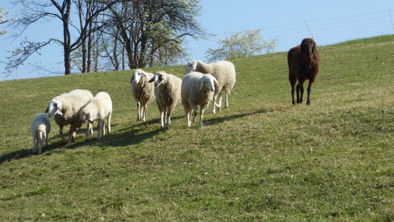 schafe, © Zulehen schafe, © Zulehen