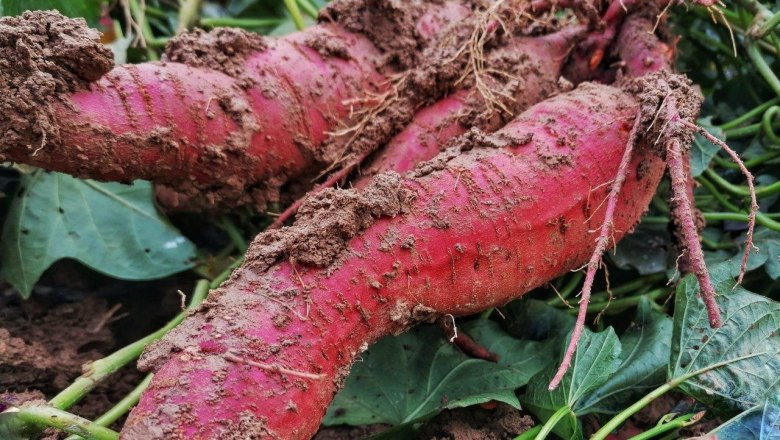 Bauernhof Etlinger, © Bauernhof Etlinger Bauernhof Etlinger, © Bauernhof Etlinger