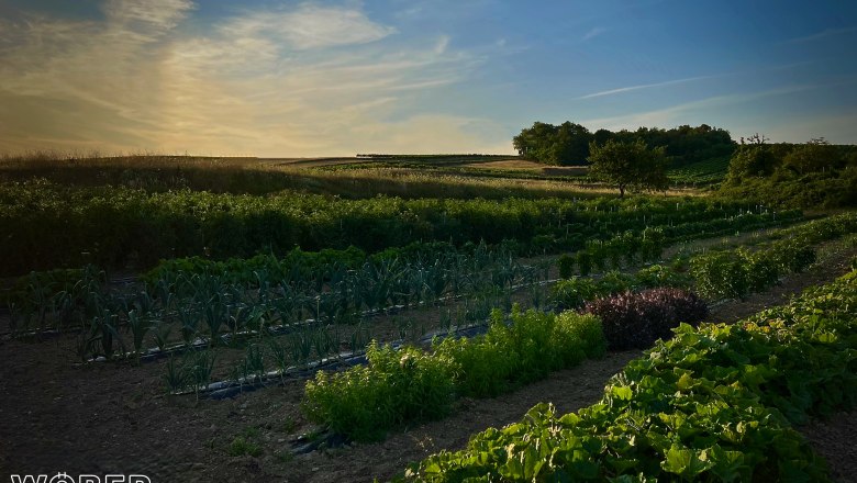 TDR-Restaurant WÖBER Garten, © Restaurant Wöber Garten Restaurant Wöber