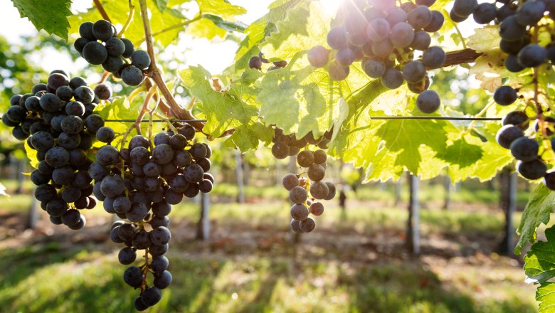 Weingarten, © TIRZA Photography Weingarten, © TIRZA Photography