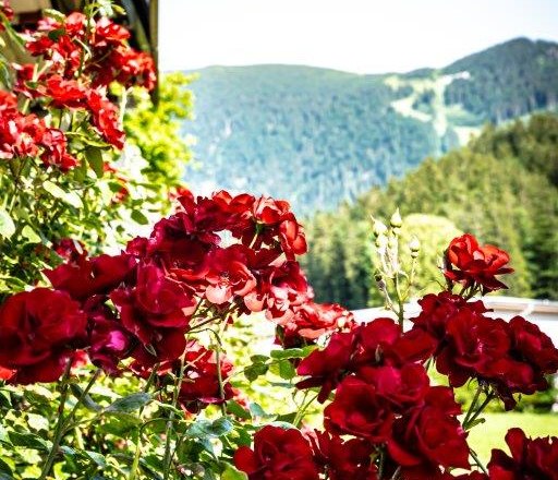 Garten, © Hanifoto.at HANI OTTLIK Garten, © Hanifoto.at HANI OTTLIK