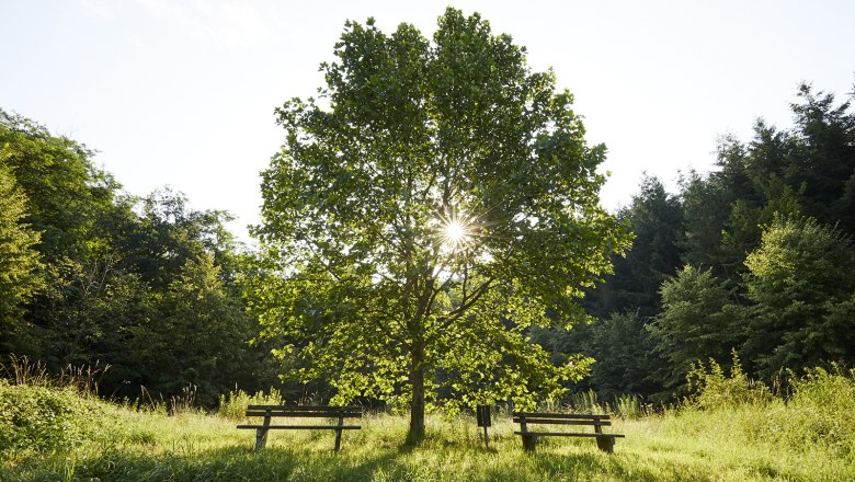 schonbergtourismus_2020-07-21_imgl0850_rupertpessl_web, © Rupert Pessl schonbergtourismus_2020-07-21_imgl0850_rupertpessl_web, © Rupert Pessl
