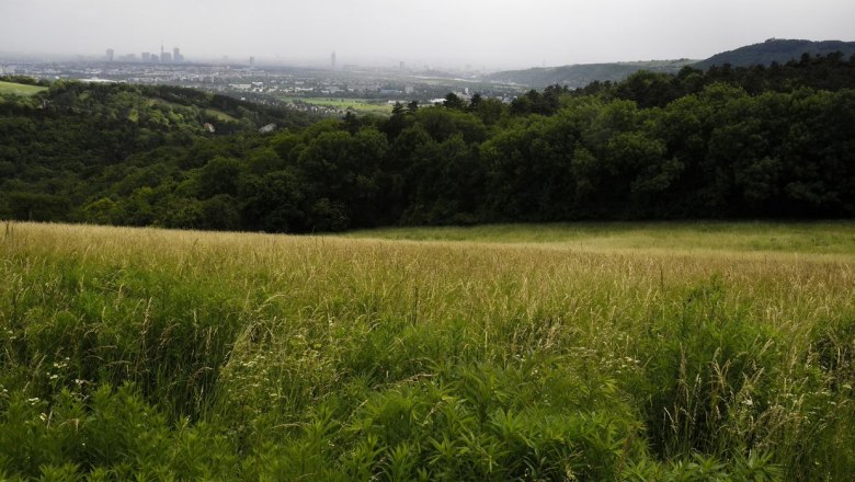 Ausblick vom Bisamberg, © LEADER-Region Weinviertel / Lahofer Blick auf eine grüne Wiese mit Wald im Hintergrund und einer Stadt in der Ferne.