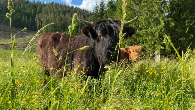 Hochlandrind, © Grießhof Hochlandrind, © Grießhof