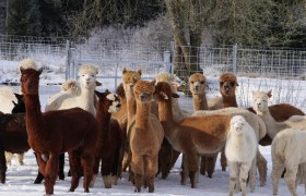 Alpakas, © Manada de Sana Alpakas, © Manada de Sana