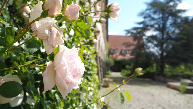 Rosenblüte, © Gartenbauschule Langenlois Nahaufnahme von rosa Rosenblüten an einer Hauswand mit unscharfem Hintergrund.