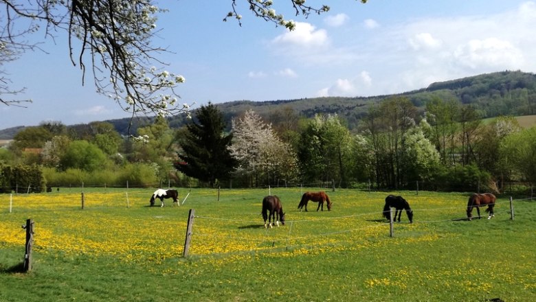 Pferde, © Kogler Pferde, © Kogler