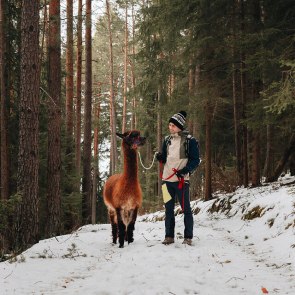 Alpakawandern im Waldviertel, © linesadventures Mann steht mit Alpaka an der Leine im winterlichen Wald