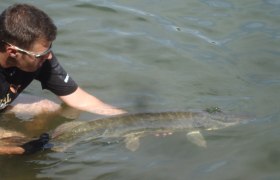 Catch&Relase Langau 2, © Hannes Messmann Ein Mann im Wasser hält einen großen Fisch, vermutlich einen Hecht, vorsichtig im Wasser.