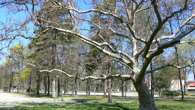 Bad Deutsch Altenburg, © Helene Graf Bad Deutsch Altenburg, © Helene Graf