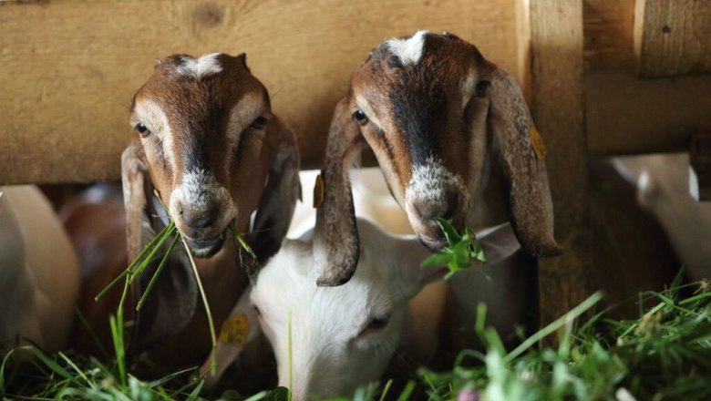 Mandl's Ziegenhof mit Ziegenpanorama, © Sylvia Faustenhammer Mandl's Ziegenhof mit Ziegenpanorama, © Sylvia Faustenhammer