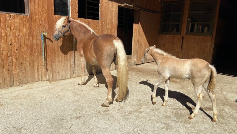 Haflinger, © Wiener Alpen Ein Haflinger-Pferd und ein Fohlen stehen vor einem Holzstall.