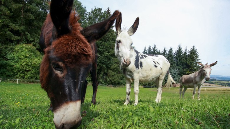 die-esel-auf-der-weide, © Karnerhof die-esel-auf-der-weide, © Karnerhof