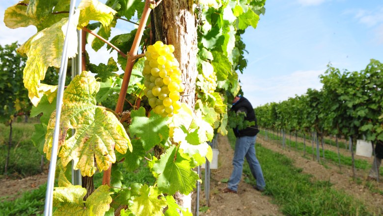 Weingut Thomas Herndler, © Point of view-Robert Herbst Weingut Thomas Herndler, © Point of view-Robert Herbst