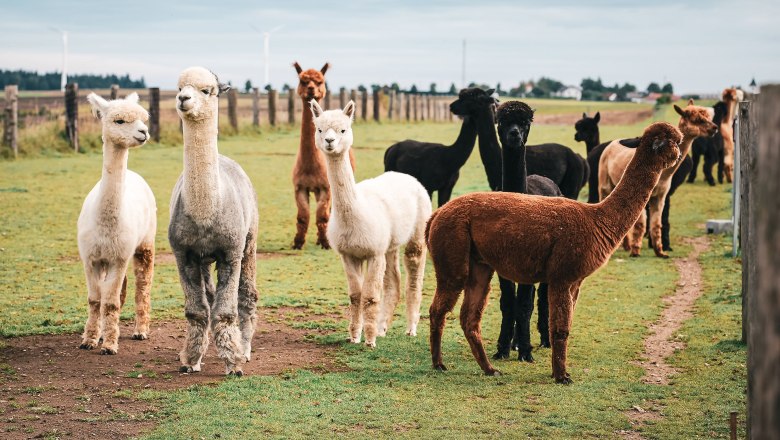 Alpakahof Hahn, © Manuel Hahn Eine Gruppe von Alpakas steht auf einer grünen Weide mit einem Zaun im Hintergrund.