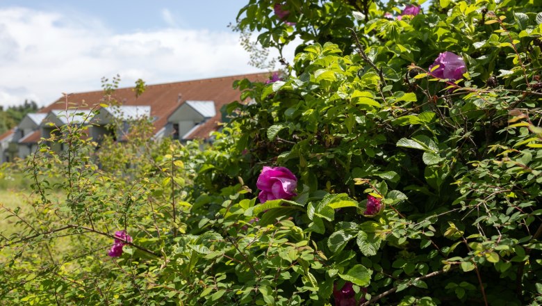 Weitläufiger Garten, © ÖJAB Waldpension Ein blühender Strauch mit rosa Blüten im Vordergrund, im Hintergrund sind Häuser mit roten Dächern zu sehen.