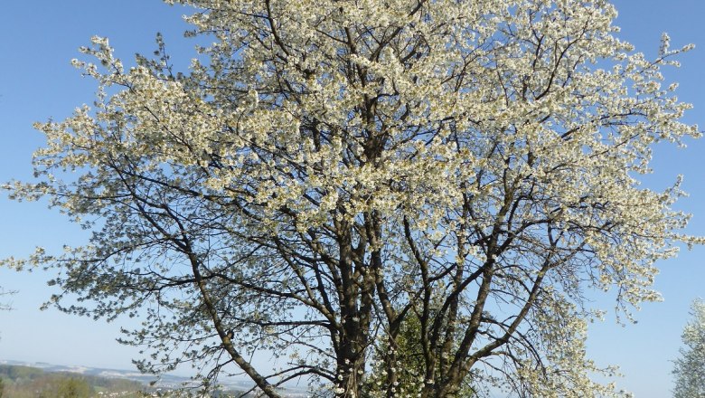 mostbirnbaum, © Zulehen mostbirnbaum, © Zulehen