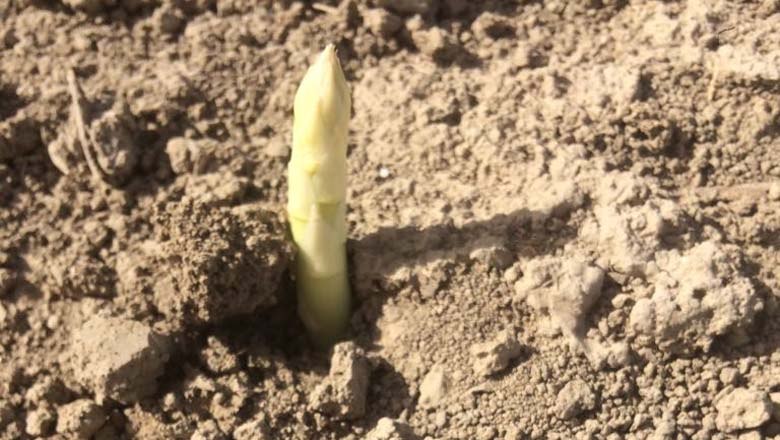 Der Spargel wächst, © Fam. Kleedorfer Der Spargel wächst, © Fam. Kleedorfer