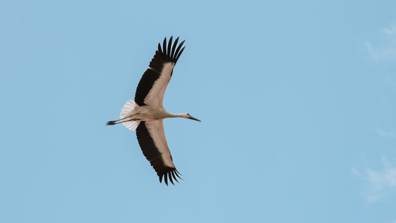 Schloss Marchegg Störche, © Weinviertel Tourismus / Nadine Christine Schloss Marchegg Störche, © Weinviertel Tourismus / Nadine Christine