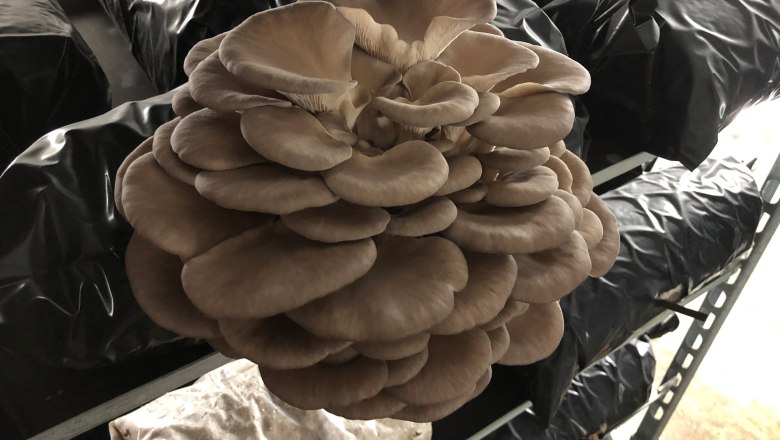 Edelpilzzucht Reiser, Rohrau, Pilze, © Biopilzzucht Reiser Edelpilzzucht Reiser, Rohrau, Pilze, © Biopilzzucht Reiser