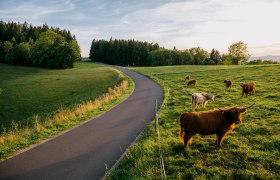 Dreiländereckroute durch Gschaidt bei Hochneukirchen, © Wiener Alpen, Roman Königshofer Photography Eine kurvige Landstraße führt durch eine grüne Wiese mit grasenden Hochlandrindern, umgeben von Bäumen bei Sonnenuntergang.