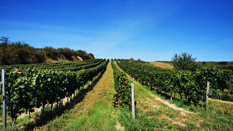 Weinrieden am Schatzberg, © Weinstraße Weinviertel Weinreben auf einem Hügel unter klarem, blauem Himmel.