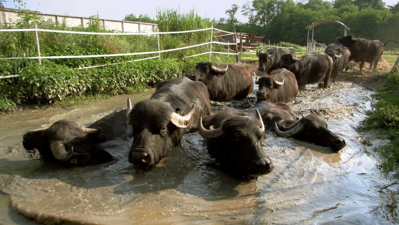 Diendorfer Hofkäserei, © Reinhard Golebiowski Diendorfer Hofkäserei, © Reinhard Golebiowski