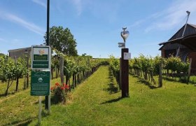 Erlebnis-Weingartl Hohenruppersdorf, © Hohenruppersdorfer IMPUSE für Dorfaktivitäten Erlebnis-Weingartl Hohenruppersdorf, © Hohenruppersdorfer IMPUSE für Dorfaktivitäten