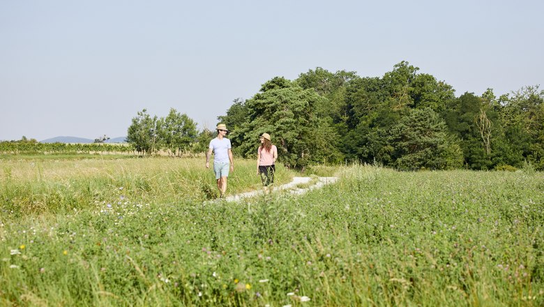 schonbergtourismus-wandernt1_img_1572_crupertpessl_web, © Rupert Pessl schonbergtourismus-wandernt1_img_1572_crupertpessl_web, © Rupert Pessl