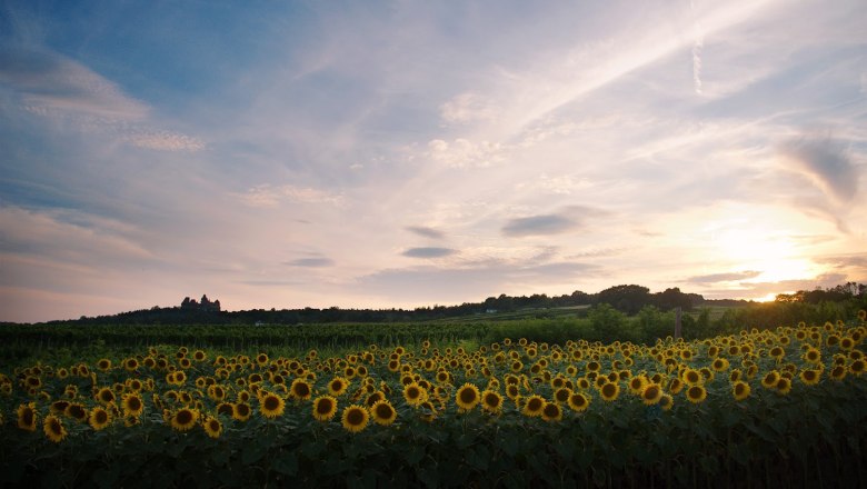 Ausblick auf Burg Kreuzenstein, © photing.com Sonnenblumenfeld mit Burg Kreuzenstein im Hintergrund bei Sonnenuntergang.