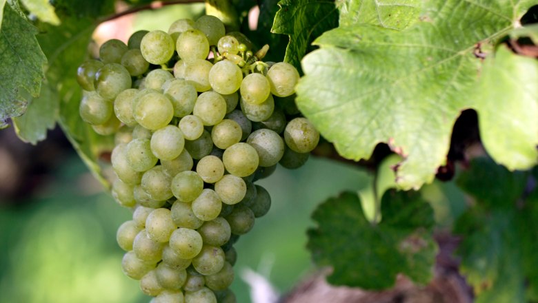Rebstock mit Traube, © Weinviertel Tourismus / Christine Wurnig Nahaufnahme einer grünen Weintraube am Rebstock mit grünen Blättern.