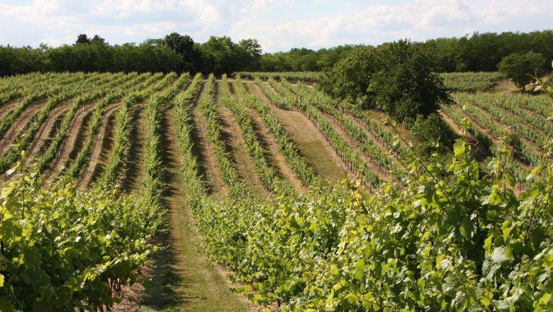 Weingarten, © Fam. Huber Weinberg mit grünen Rebenreihen und Bäumen im Hintergrund.