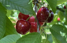 Kirschengarten Bruck/Leitha, © Nicole Windholz Nahaufnahme von roten Kirschen an einem Baum mit grünen Blättern.