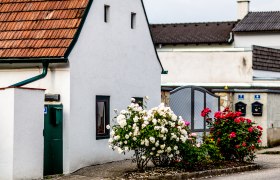 Bad Erlach, © Marktgemeinde Bad Erlach, Harald Wrede Altes, weißes Haus mit Rosen im Vordergrund