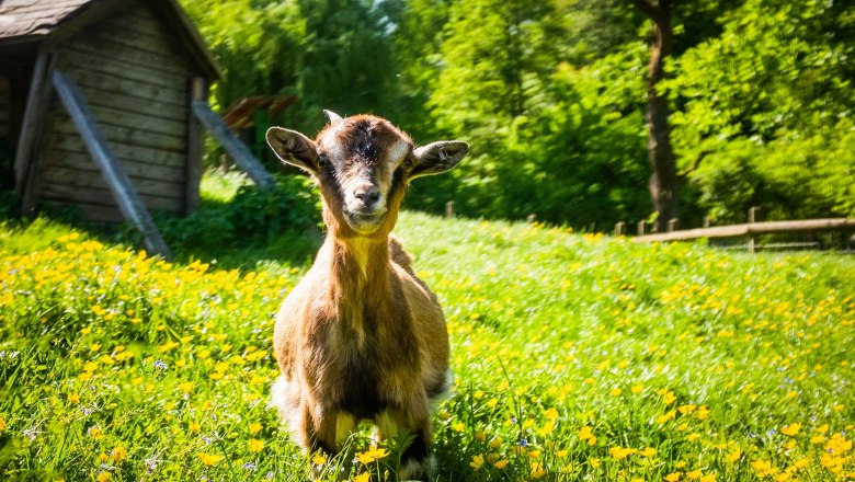 Ziege, © Die Hochriess-Distelberger GmbH & Co.KG Eine Ziege steht inmitten einer gelben Blumenwiese.