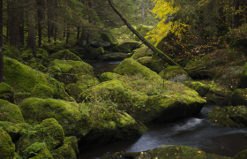 Kleine Schütt, © Matthias Schickhofer Ein kleiner Bach fließt durch einen moosbedeckten Wald mit großen Felsen.