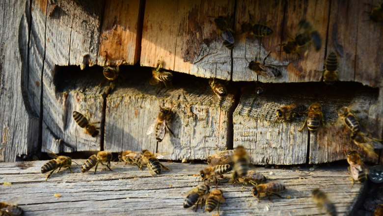 Bienenstock Wildbau, © Imkerei Stögerer, Fotograf Gerhard Kapeller Bienen an einem alten Holzbrett mit Rissen.