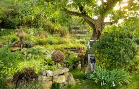 Susi’s Pflanzentausch, © Susanne Mitas Susi’s Pflanzentausch, © Susanne Mitas