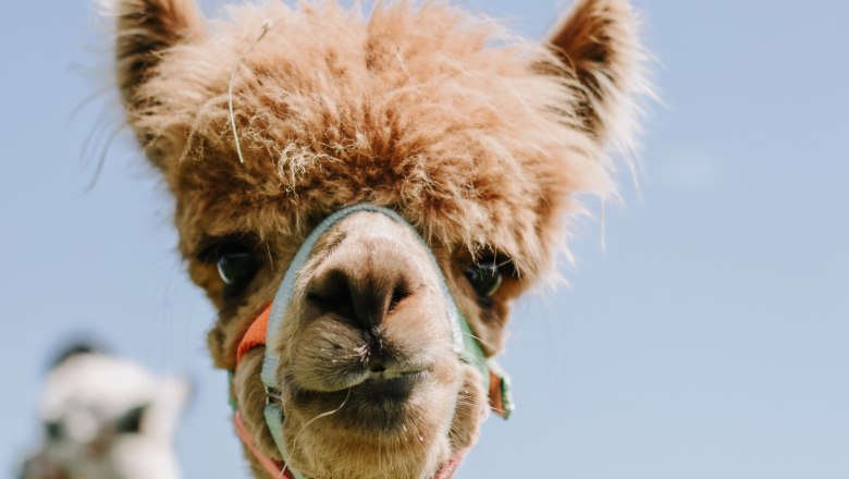 Biobauernhof MItterhirschberg, © Familie Schweighuber Biobauernhof MItterhirschberg, © Familie Schweighuber