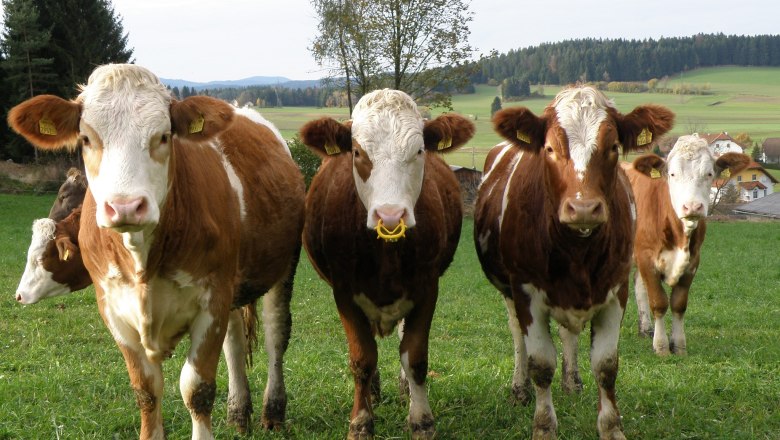 jungrinder_weide, © Franz Prinz jungrinder_weide, © Franz Prinz