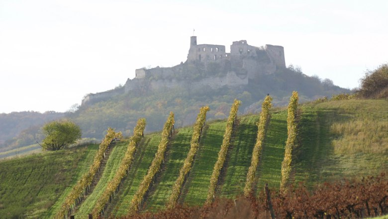 Burgruine Falkenstein, © Rudi Weiss Weinberge mit Burgruine Falkenstein im Hintergrund.