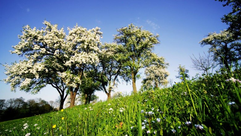 Mostviertel, © weinfranz.at Blühende Obstbäume auf einer grünen Wiese unter blauem Himmel.