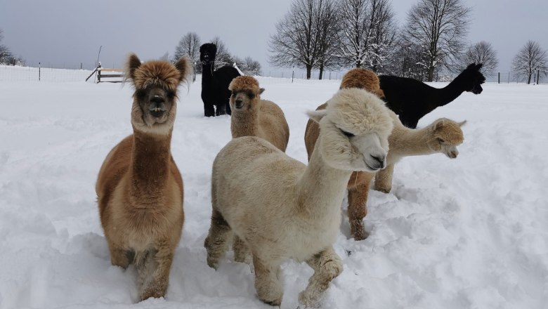 Die Bande, © Fuchsteich Alpakas Die Bande, © Fuchsteich Alpakas