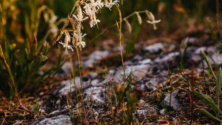 Nestelberg 17, © Sabine Wieser Nestelberg 17, © Sabine Wieser