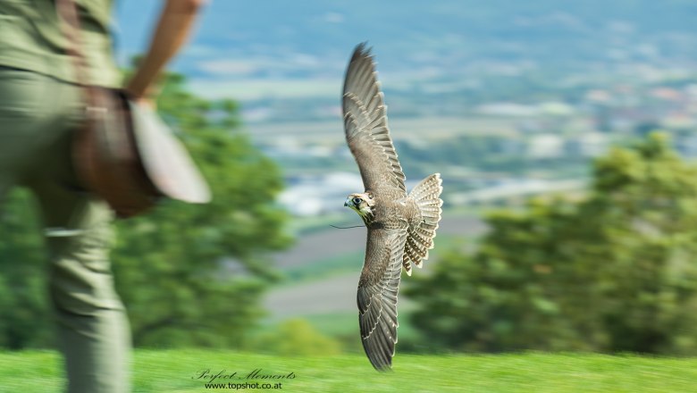Flugvorführung, © topshot.co.at Ein Falke fliegt knapp über dem Boden, während eine Person im Hintergrund steht.