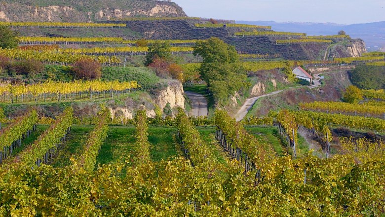 Gedersdorf, © Gedersdorf Weinberge in herbstlichen Farben in Gedersdorf, Österreich.